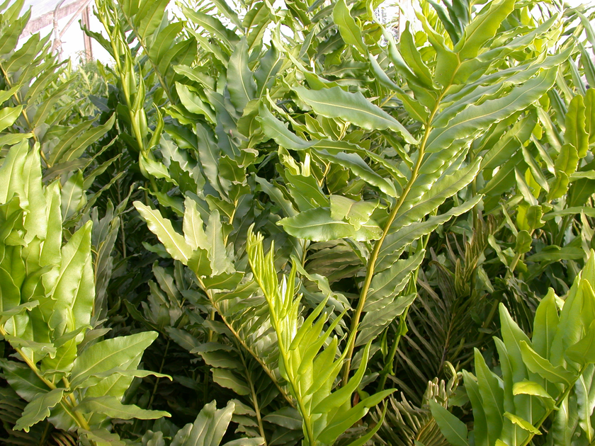 Greenery Pond Plants of Eugene
