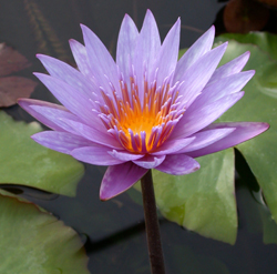 Tropical Water Lilies – Pond Plants of Eugene
