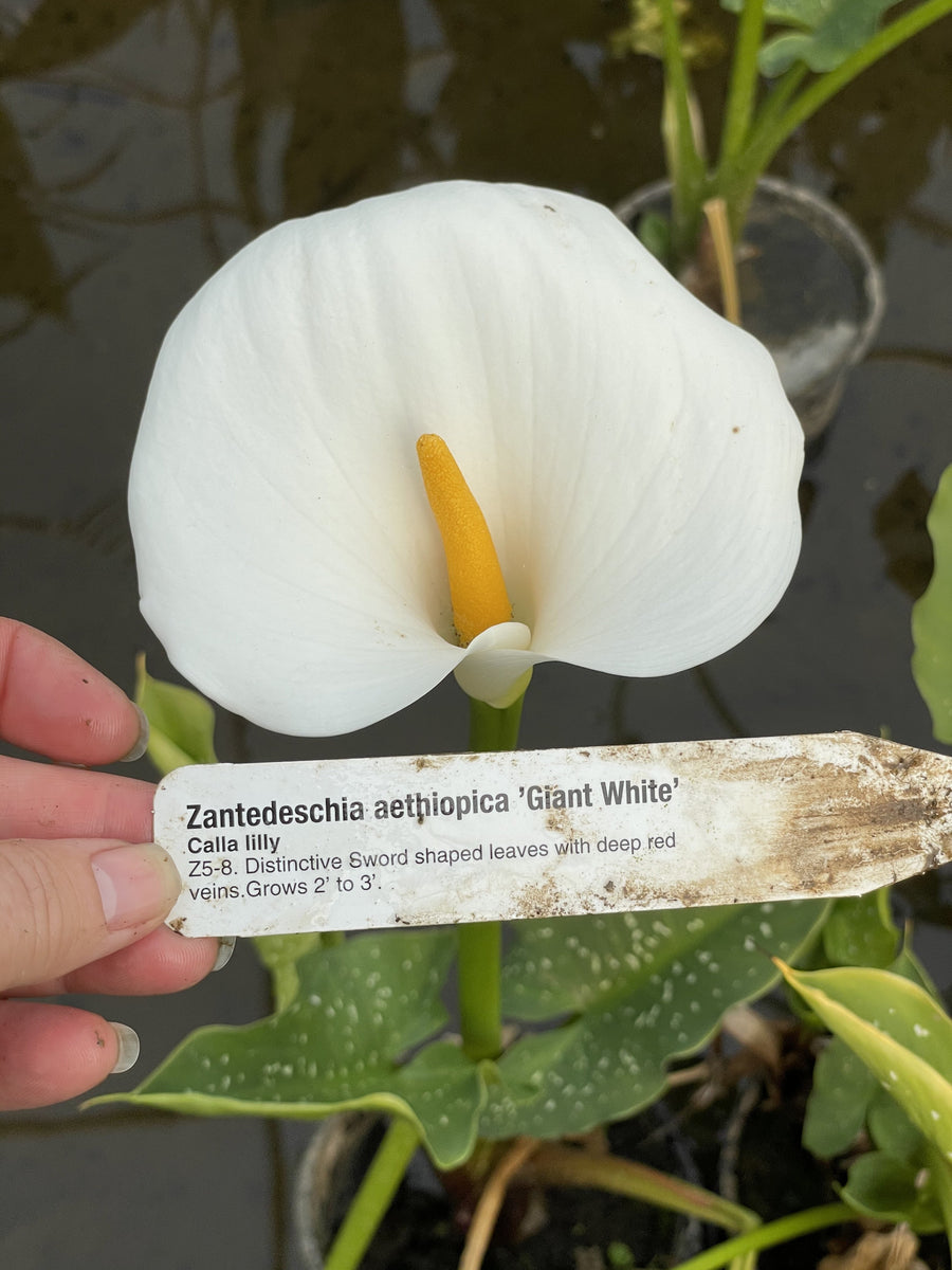 giant white calla lily plant Zantedeschia aethiopica "Giant White" (Calla Lily) – Pond Plants of Eugene