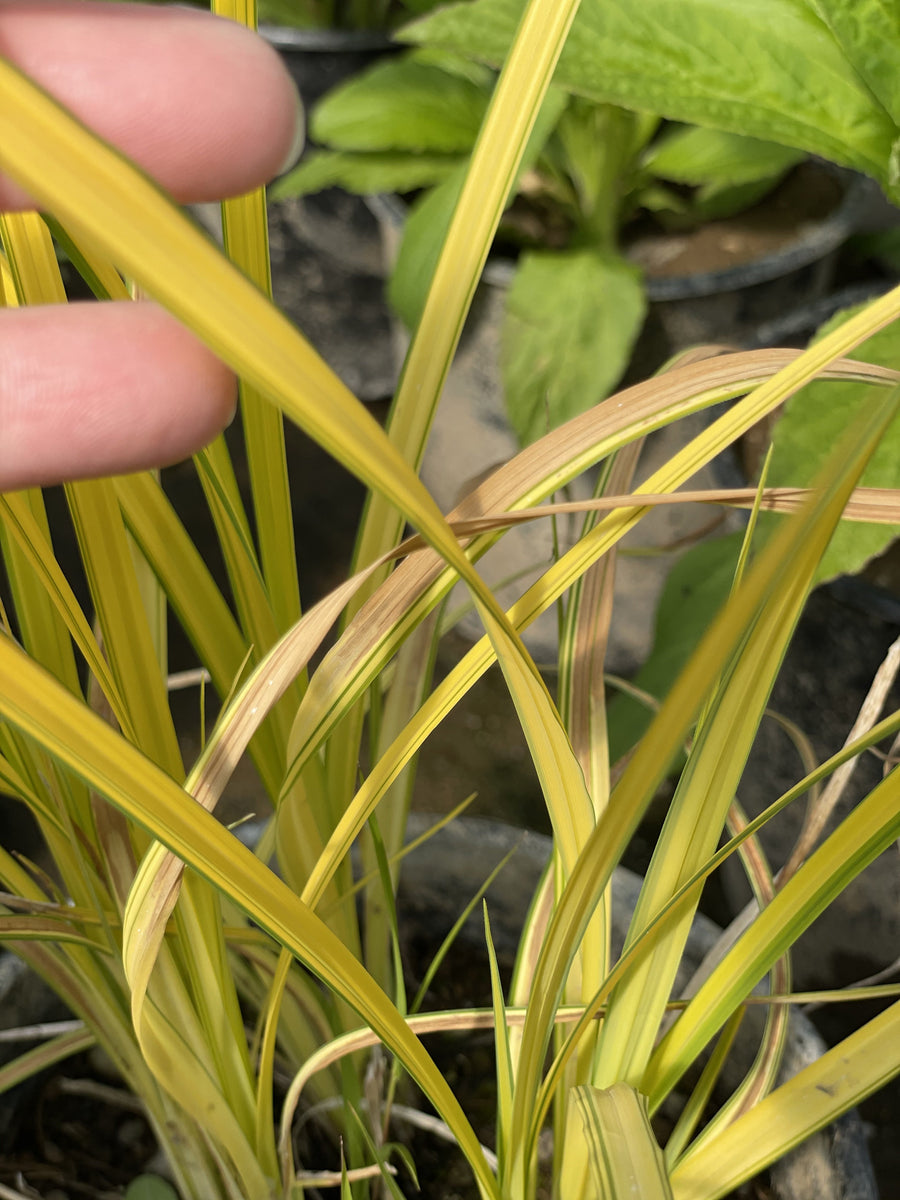 Carex elata " Bowles Golden" (Sedge) Pond Plants of Eugene
