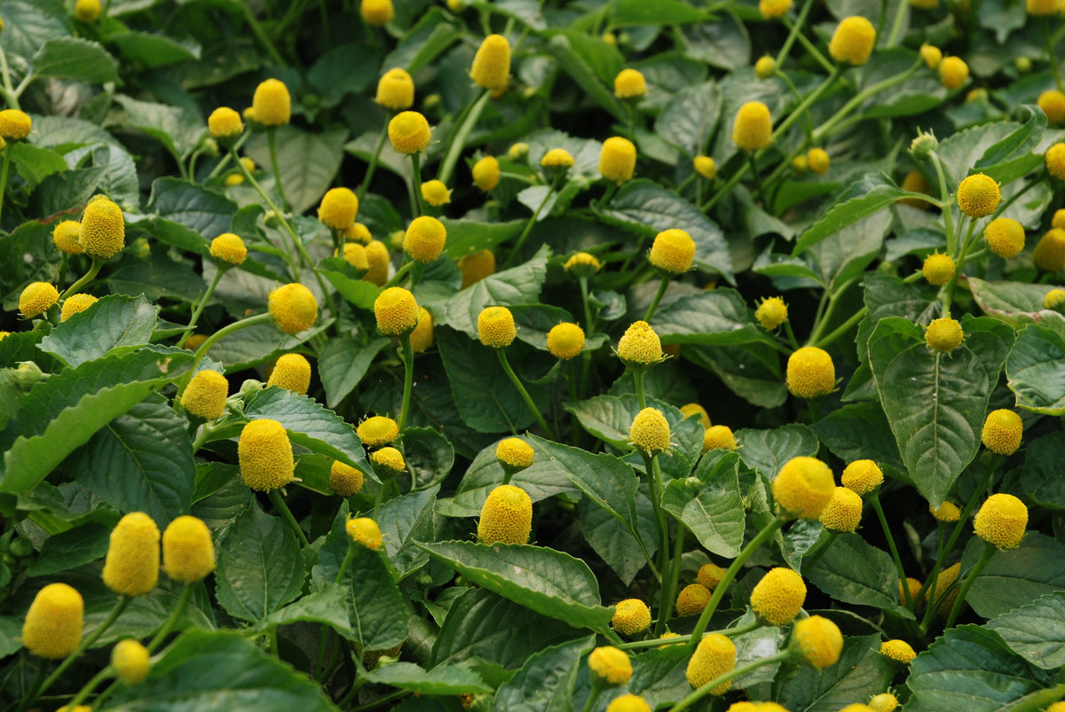 Splilanthes acmella Oleracea (Toothache Plant/Buzz Buttons) – Pond Plants  of Eugene