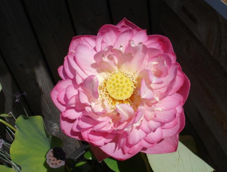 Lotus Pond Plants of Eugene