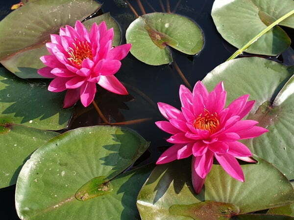 waterlily様 61mLTkSVrkL._UF894,1000_QL80_.jpg