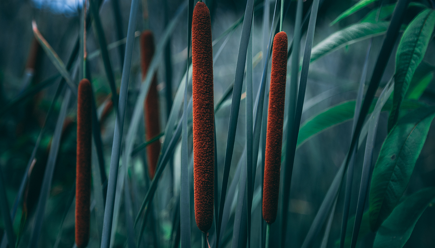 Pond Plants of Eugene photo 4
