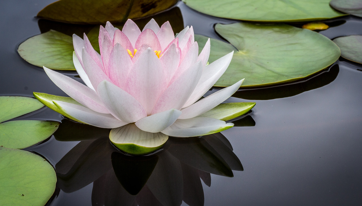 Pond Plants of Eugene photo 6