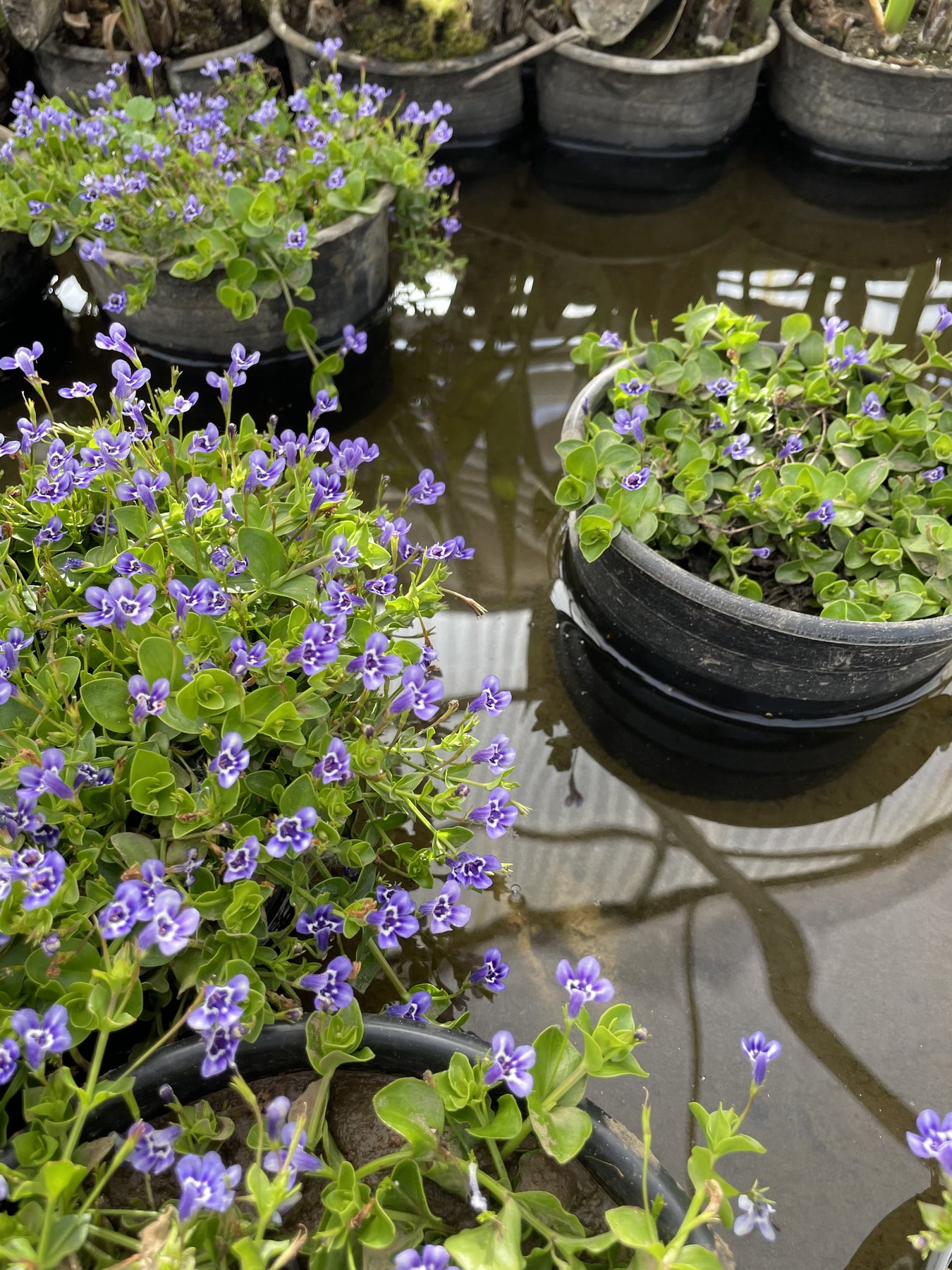 blue money plant Lindernia Grandiflora "Blue Moneywort" – Pond Plants of Eugene