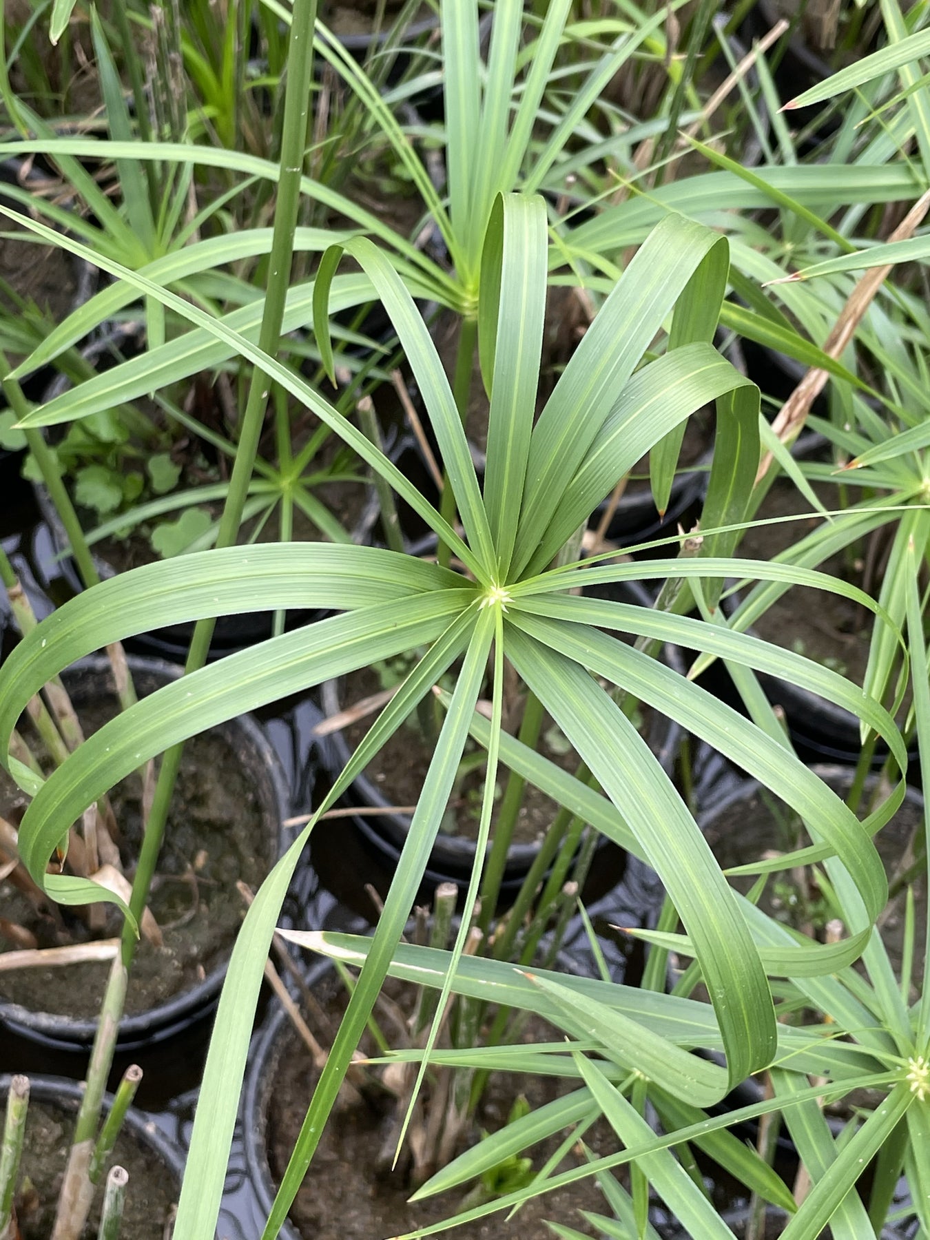 umbrella palm plant Cyperus alternifolius "Umbrella Palm" – Pond Plants of Eugene