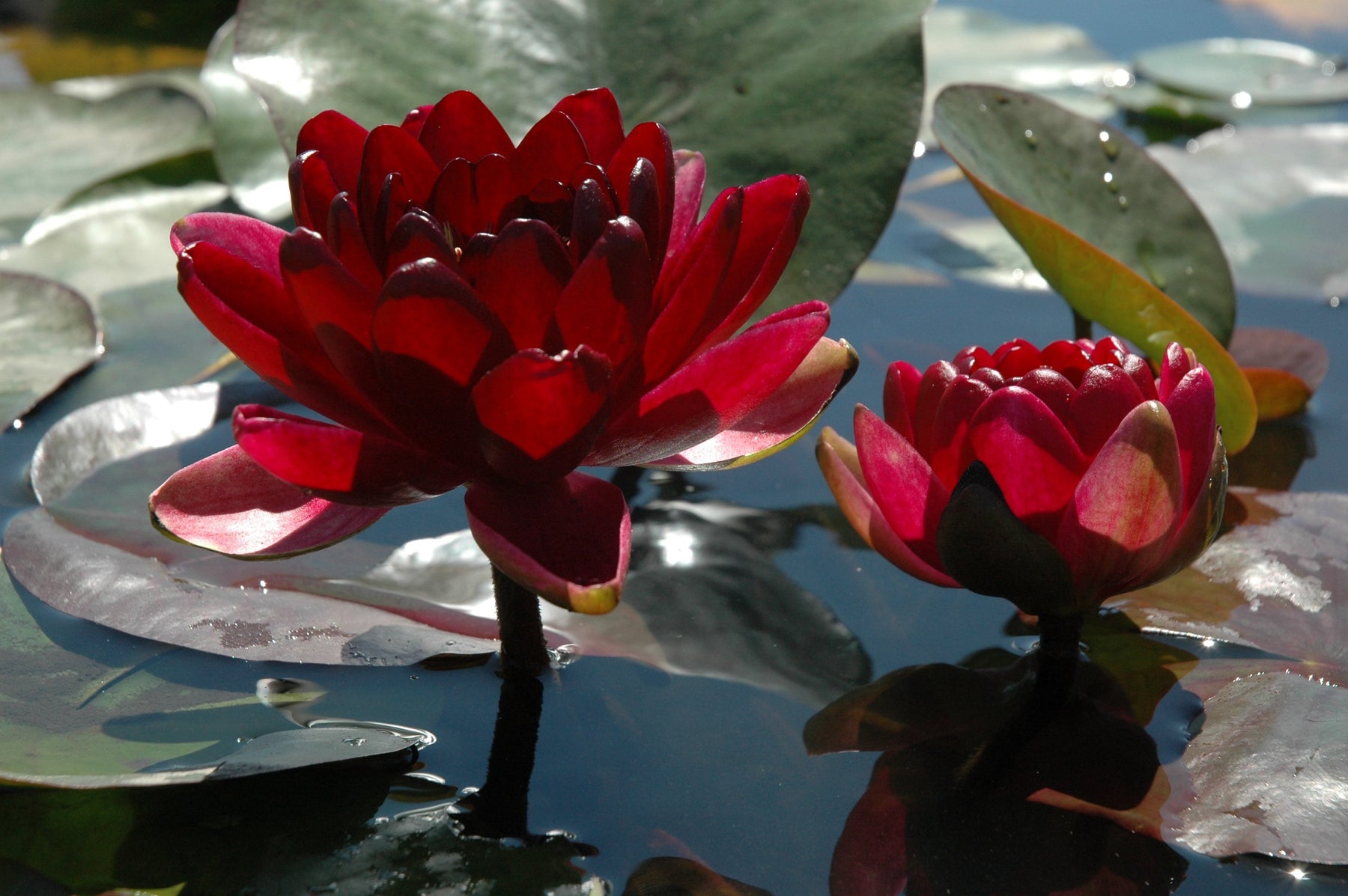 black water lily flower Black Princess