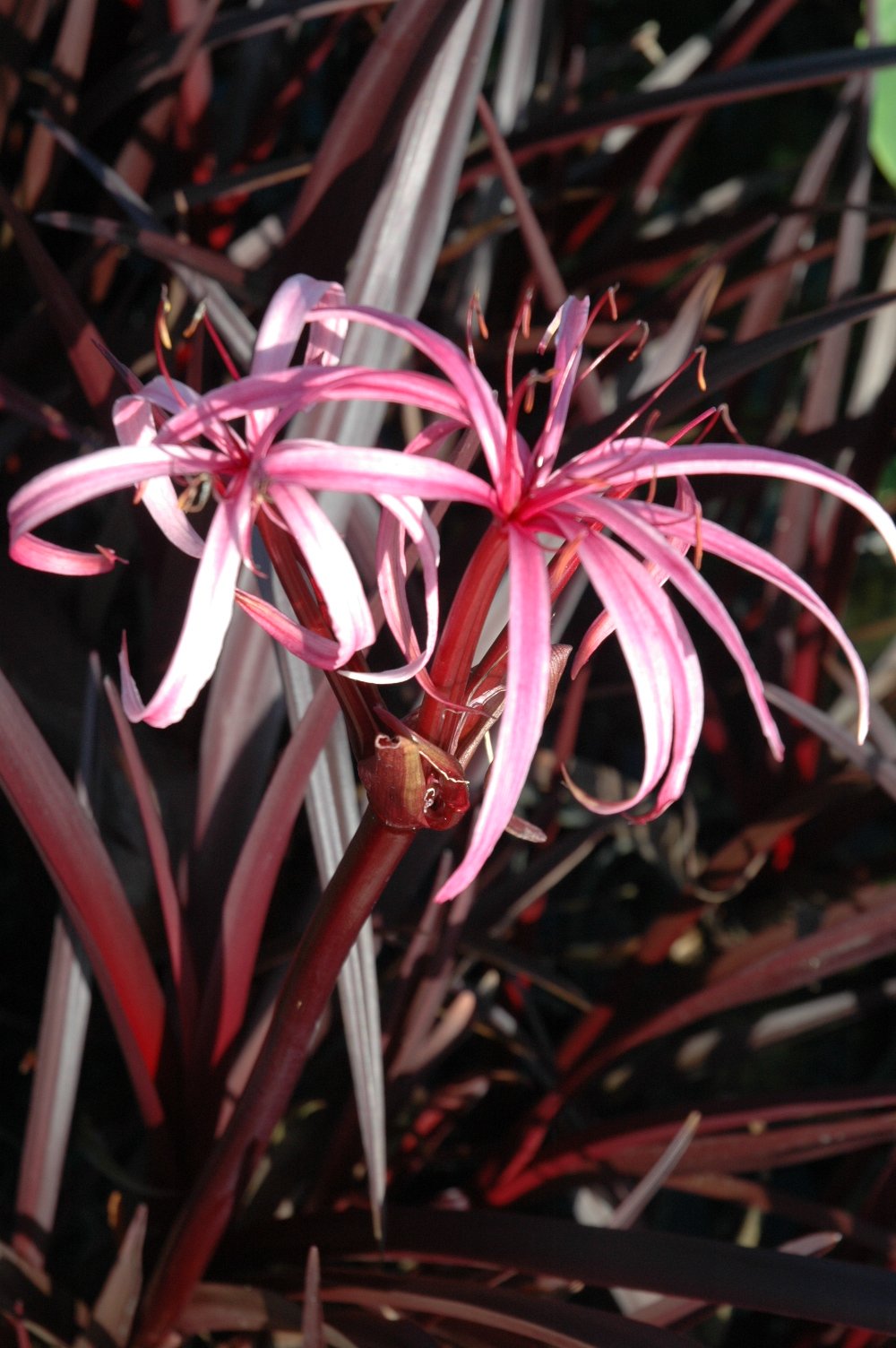 red white crinum lily Crinum Menehume (Red Leaf Bog Lily) – Pond Plants of Eugene