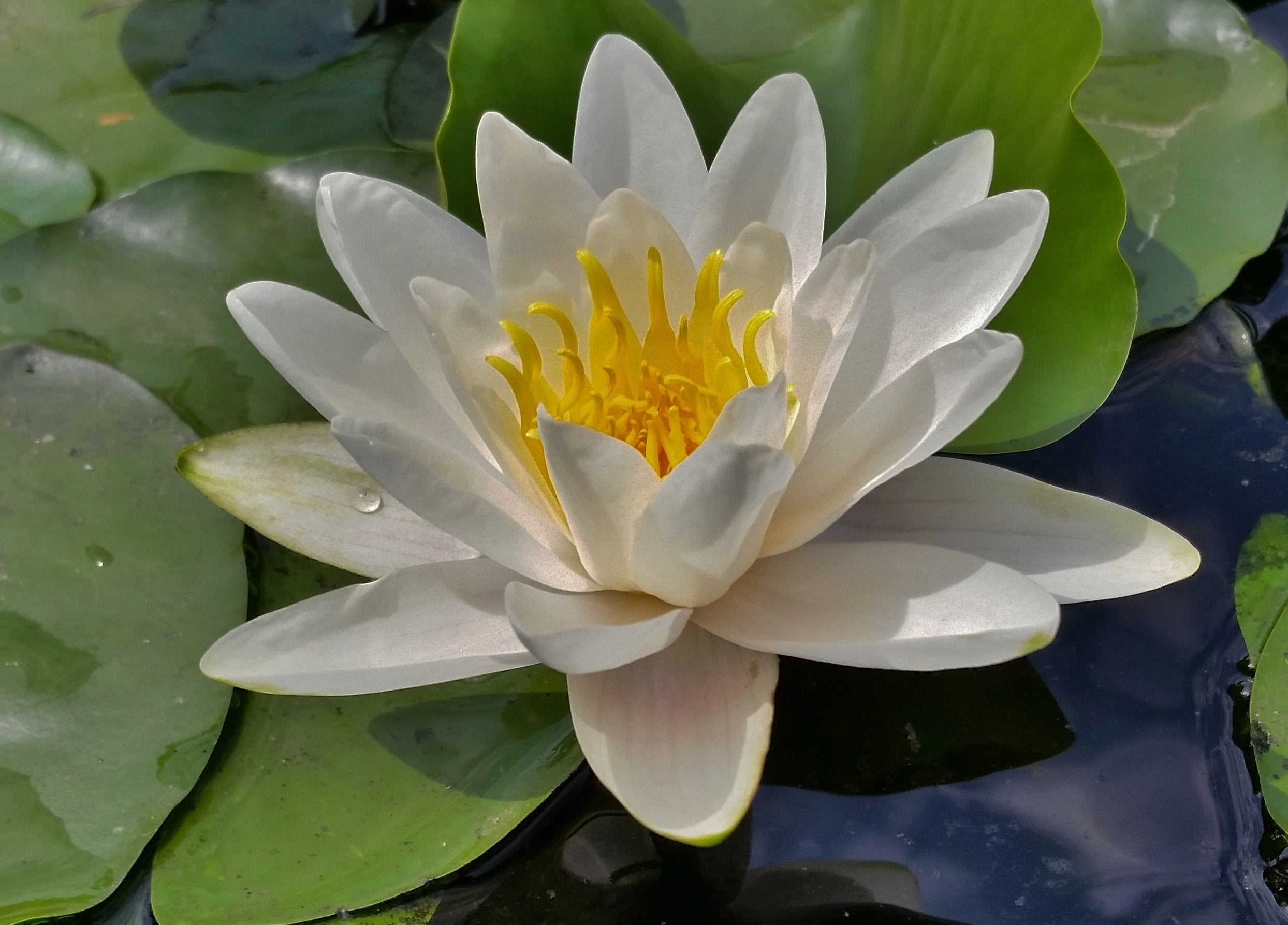 waterlily様 Tropical — GreenproAquatic