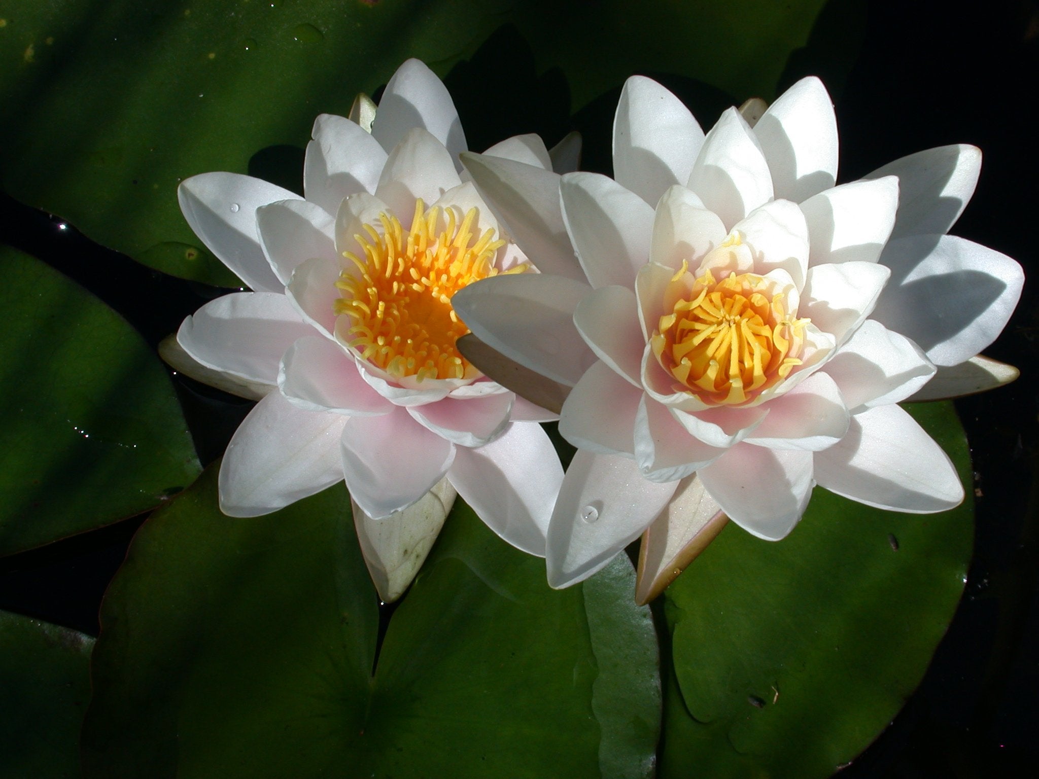 Tropical Water Lilies – Tagged 