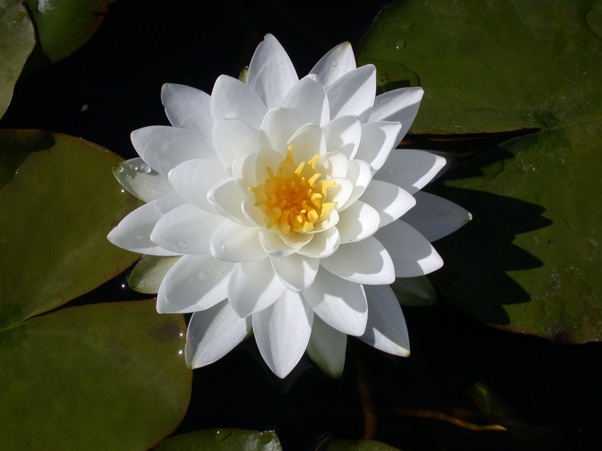 waterlily様 714DUVM9BnL._UF350,350_QL50_.jpg