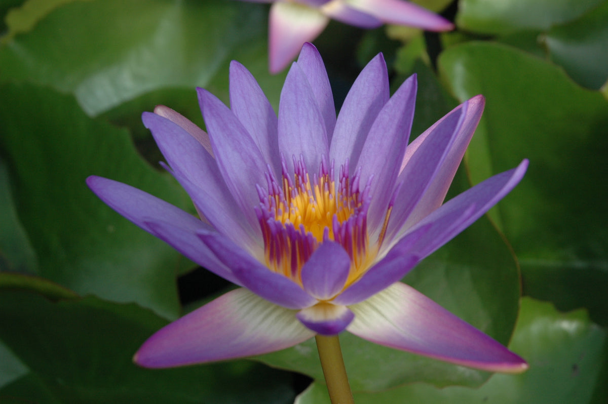 Tina Tropical Water Lily Pond Plants of Eugene