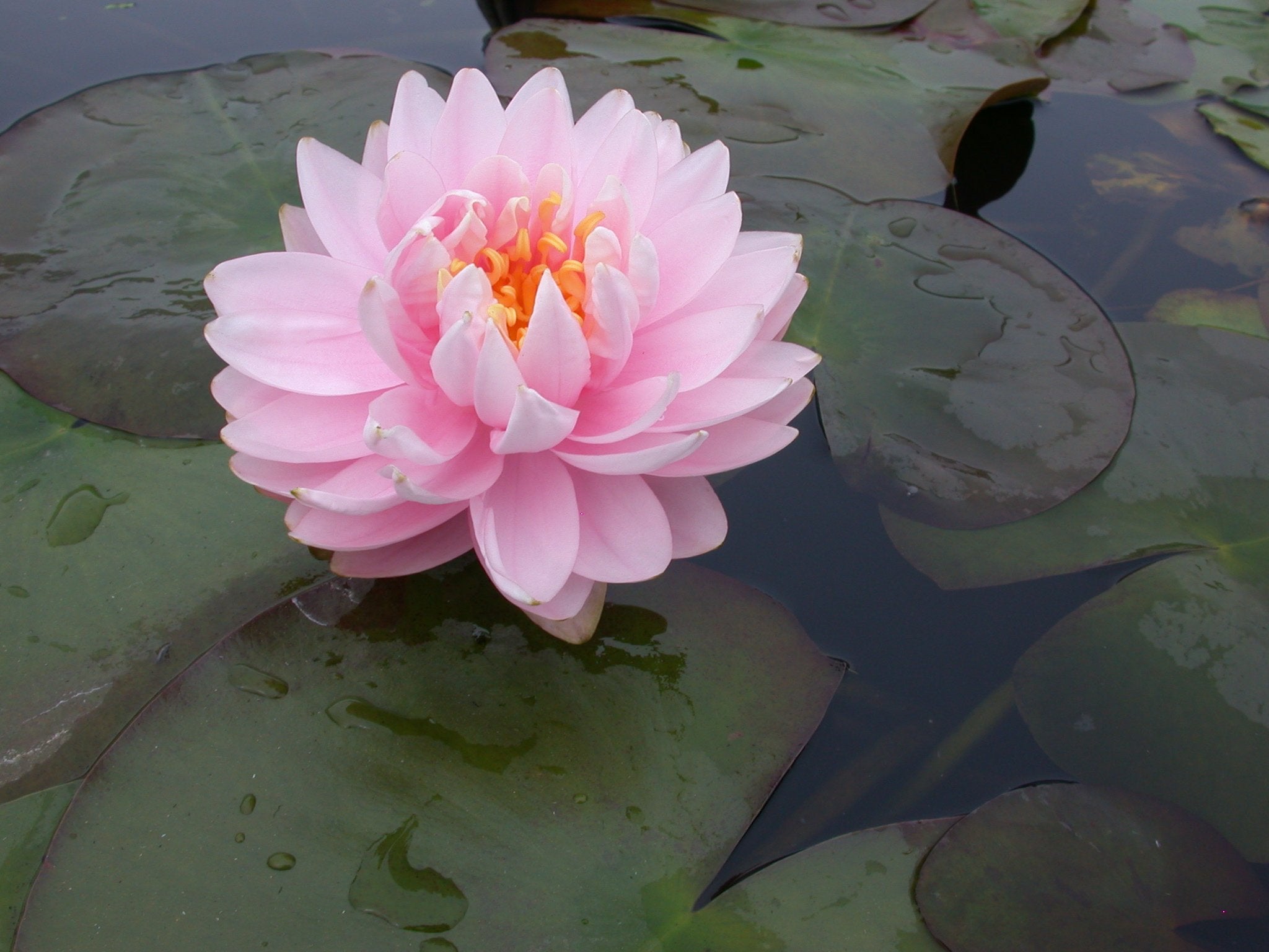 Tropical Water Lilies – Pond Plants of Eugene