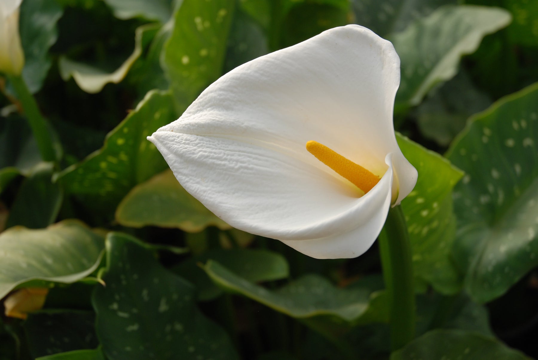 Large Calla Lilies